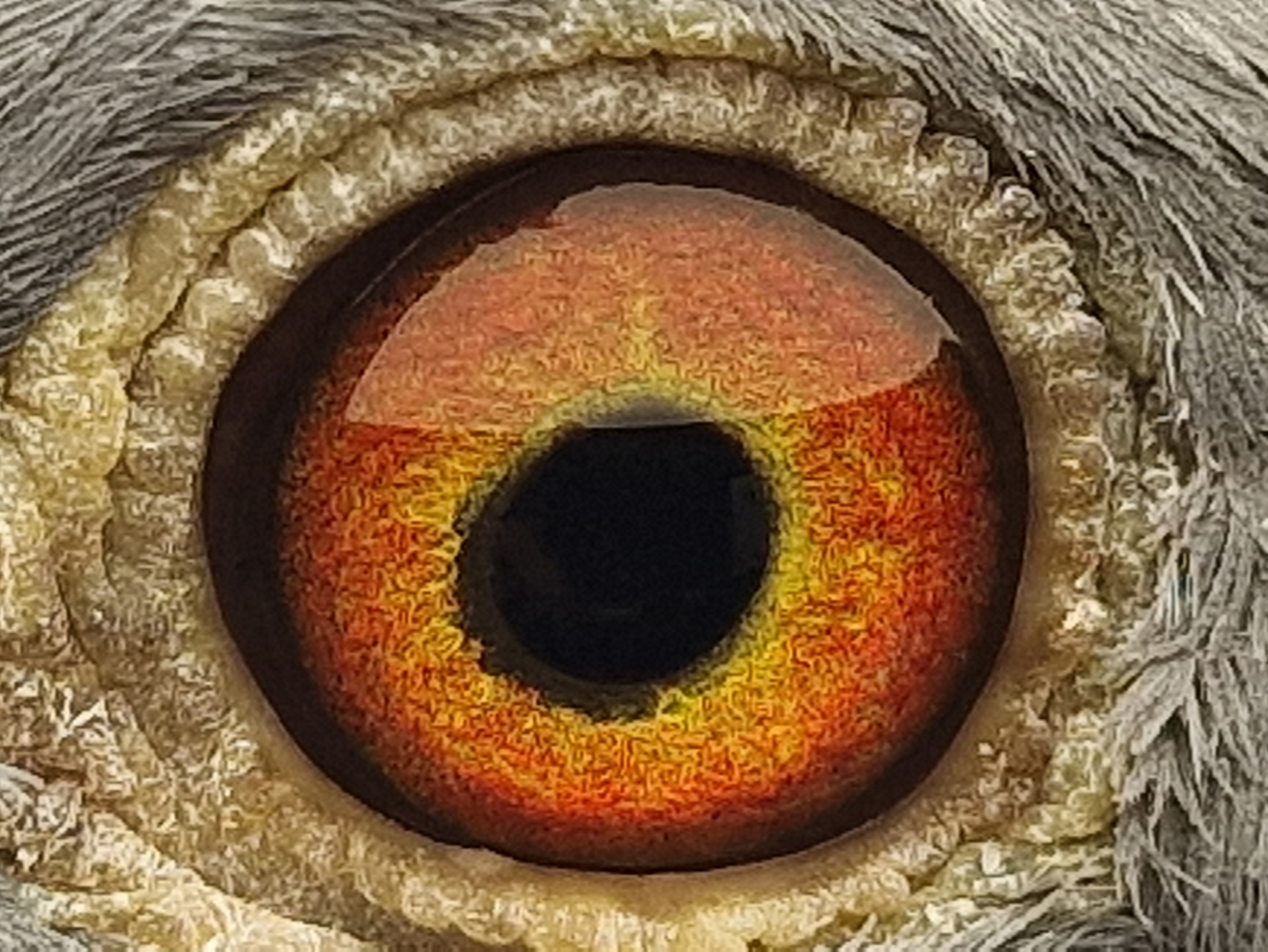 Pigeon eye